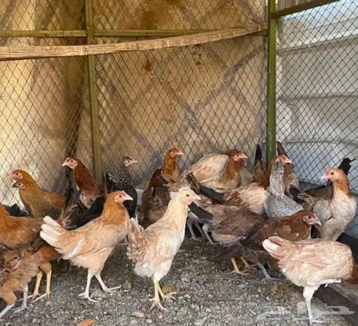 دجاج بلدي بدون ديوك. العدد 550. دجاج 5 شهور 1