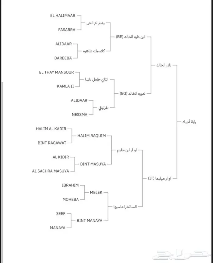 فرس مصريه بيور لقاح 8 شهور على شرف الخالد 6