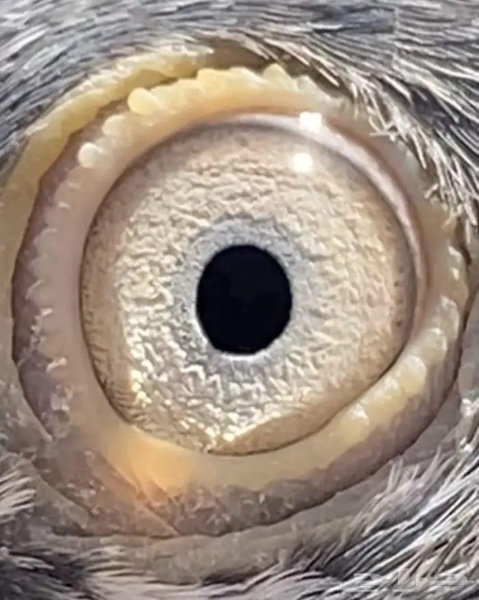 حمام باكستاني 0