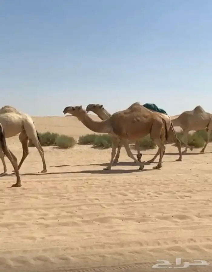ذود ابل شقح ككفو وطيبه للبيع 9