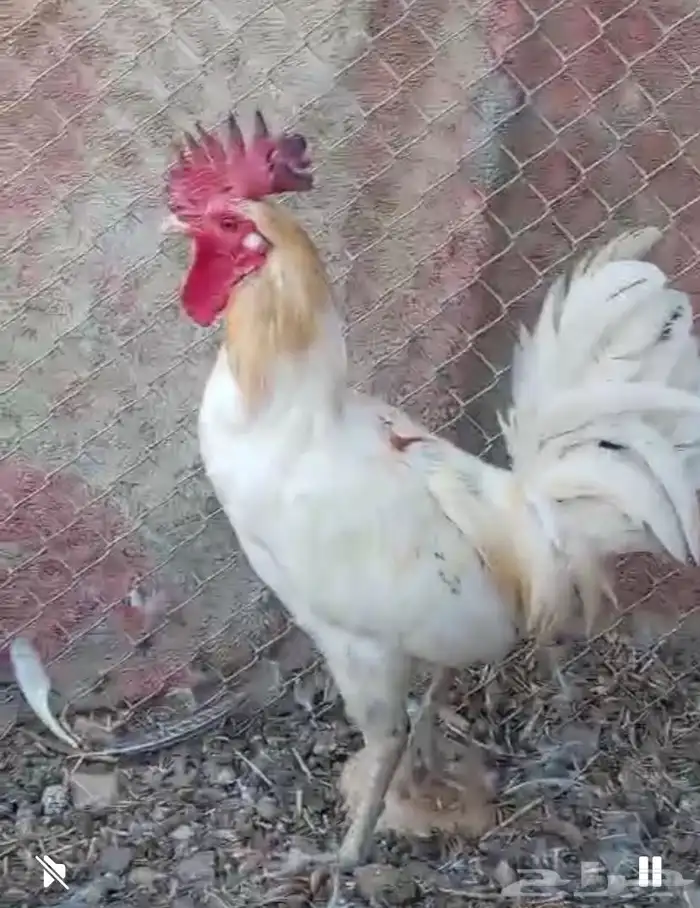 ديوك للبيع 3