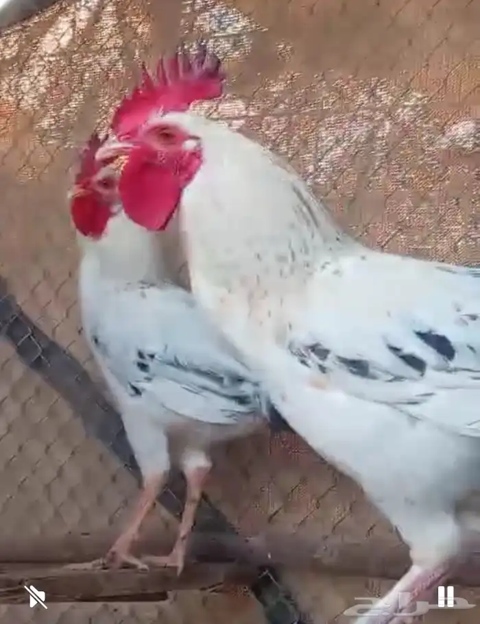ديوك للبيع 4