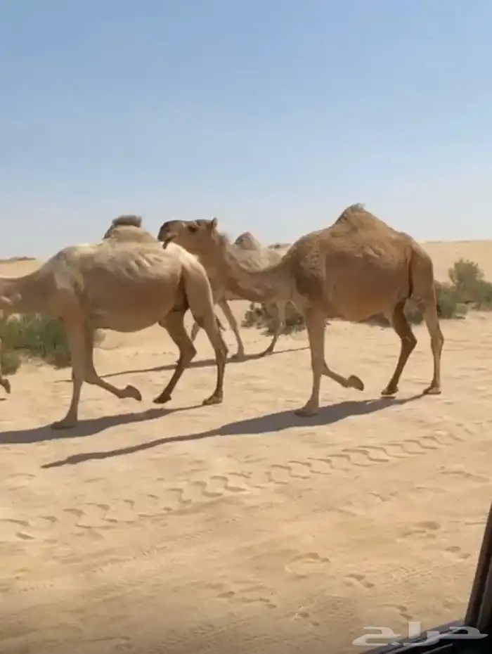 ذود ابل شقح ككفو وطيبه للبيع 7