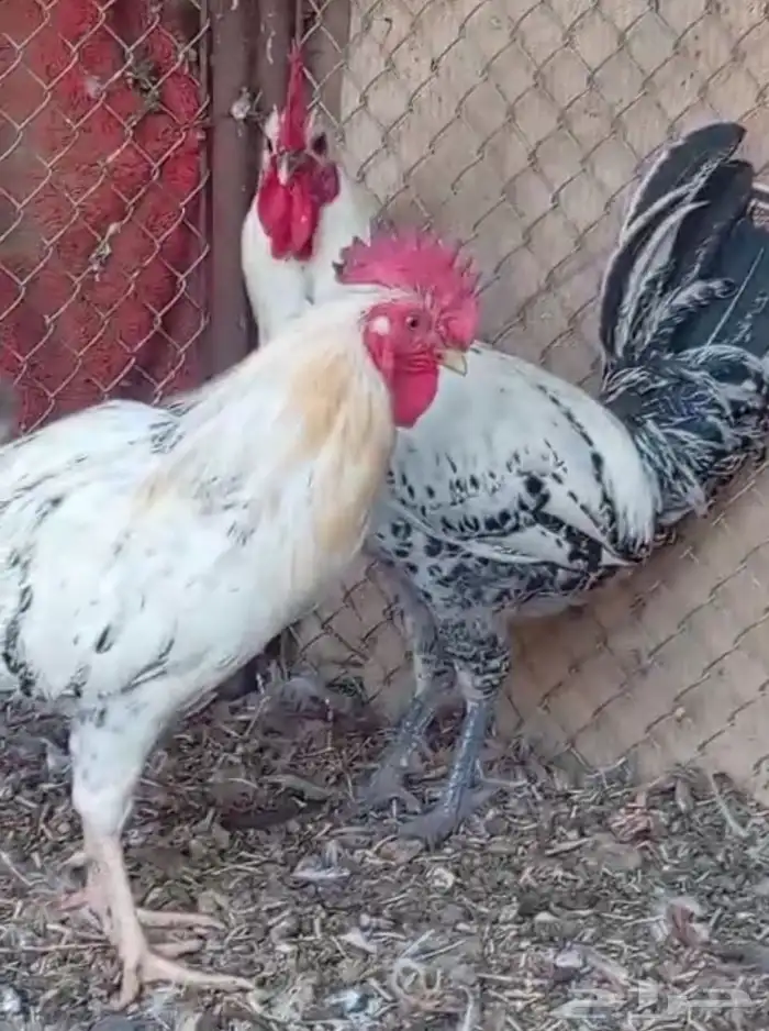 ديوك للبيع 1