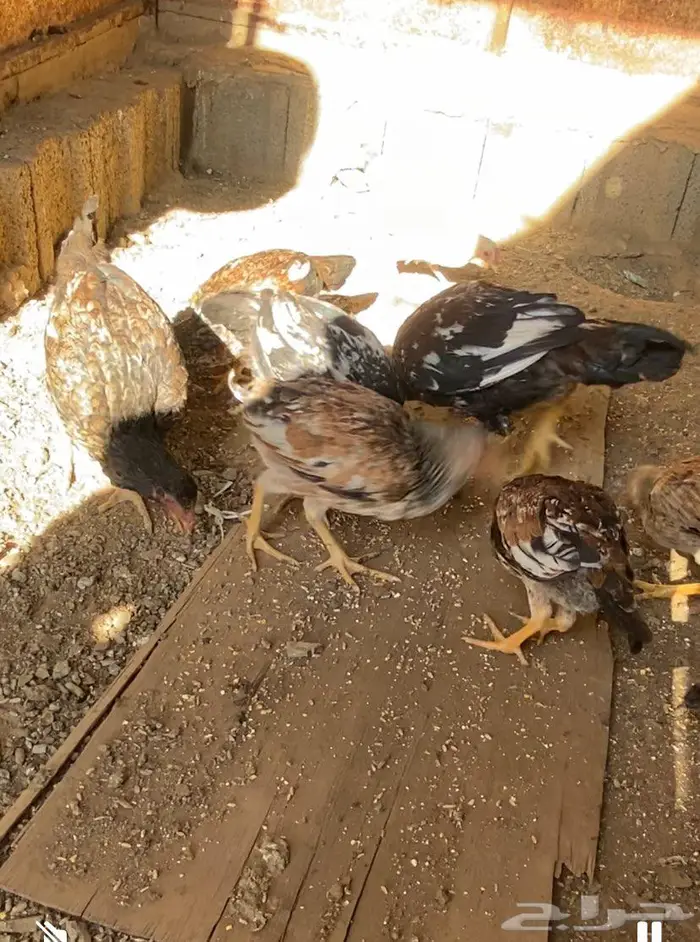 دجاج بكستاني ممتاز جدا 0