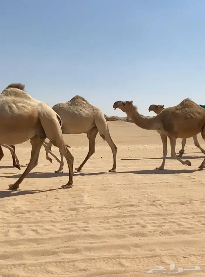 ذود ابل شقح ككفو وطيبه للبيع 12