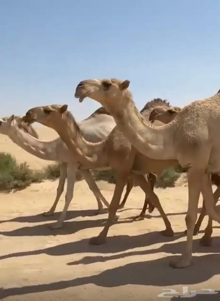 ذود ابل شقح ككفو وطيبه للبيع 4