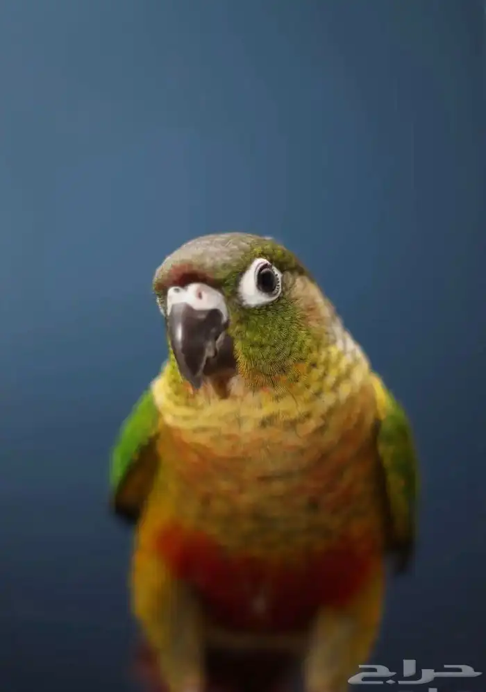 طير كنيور يلو سايد 1