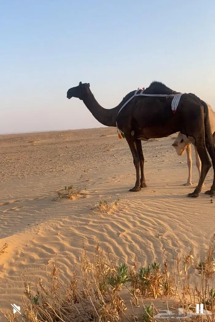 عشرى 0