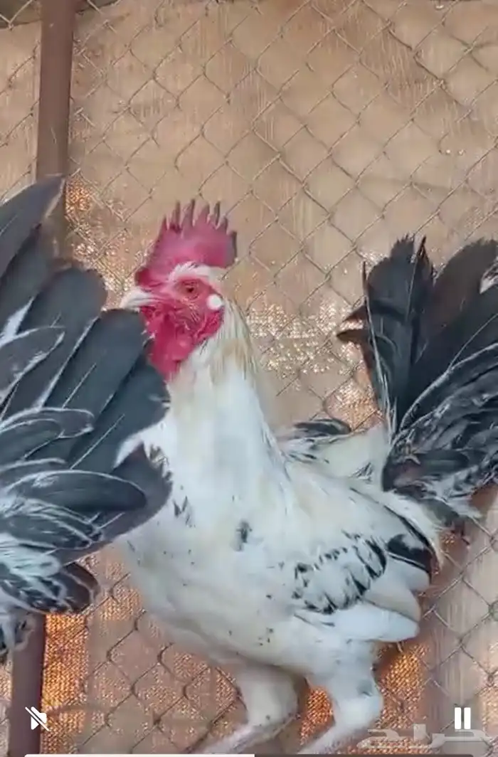 ديوك للبيع 5