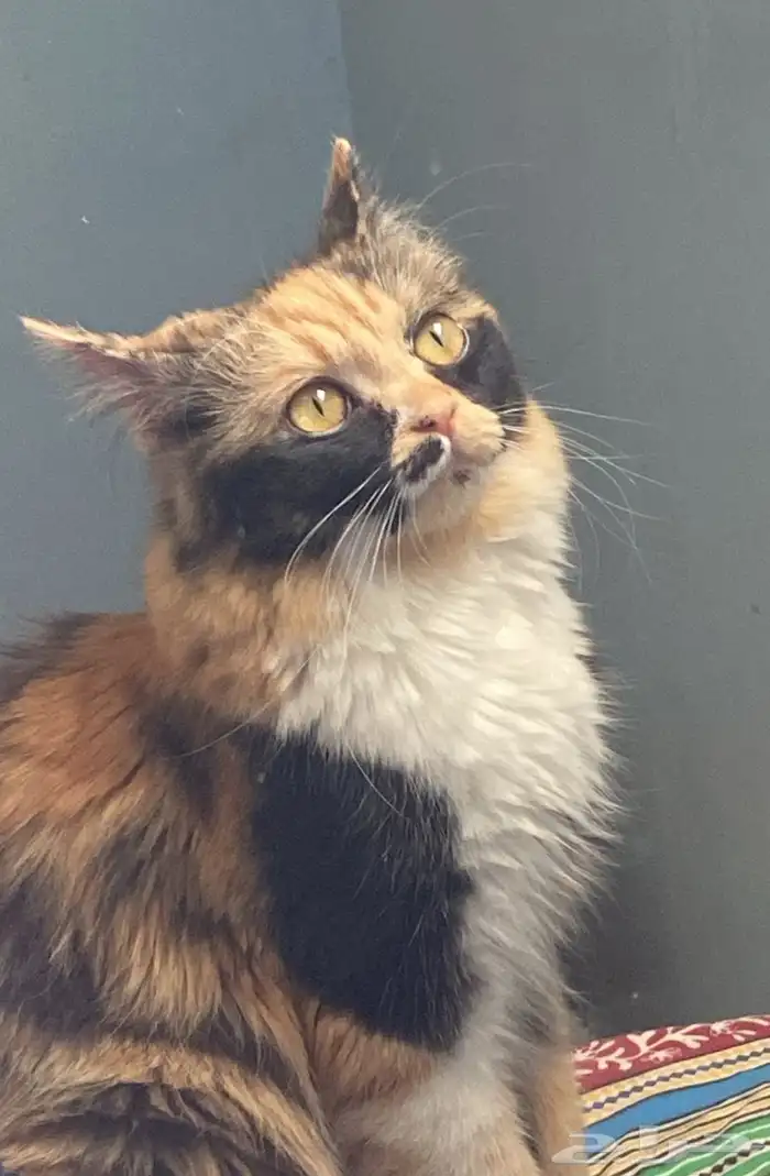 قطه انثى للبيع 3