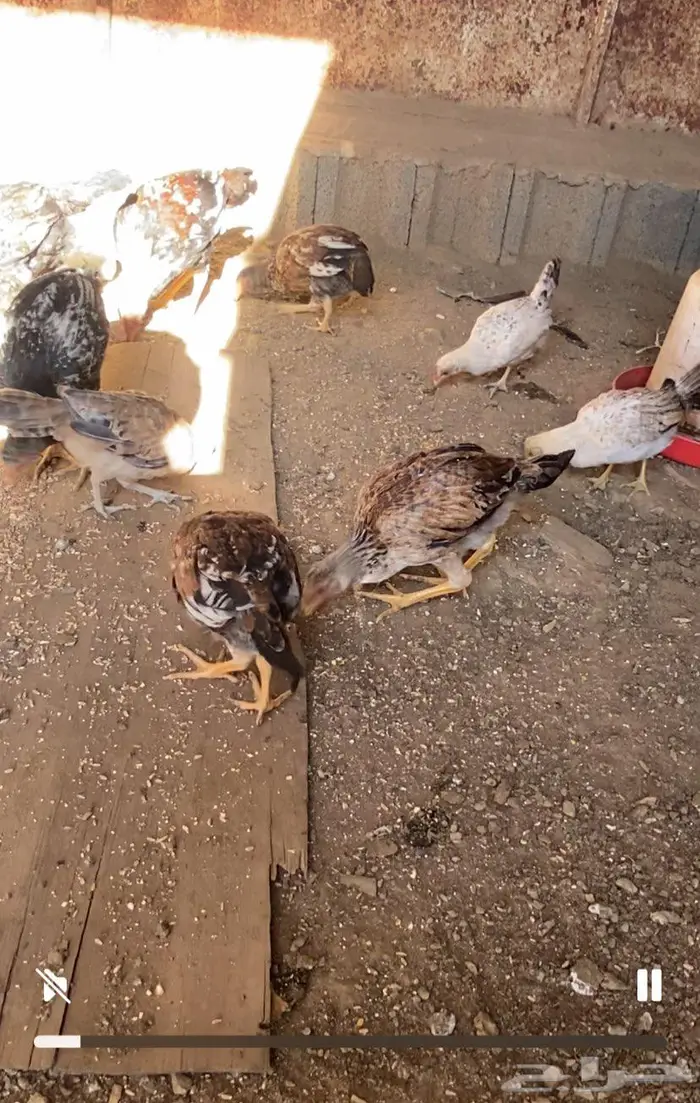 دجاج بكستاني ممتاز جدا 2