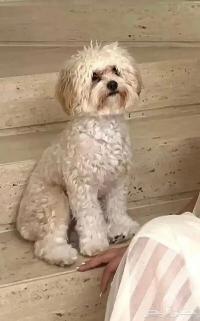 كلب للتبني البيع سمممح 0