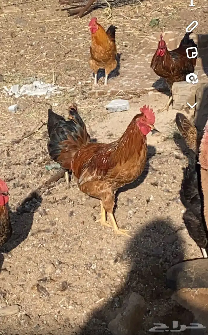 للبيع دجاج تركي 0