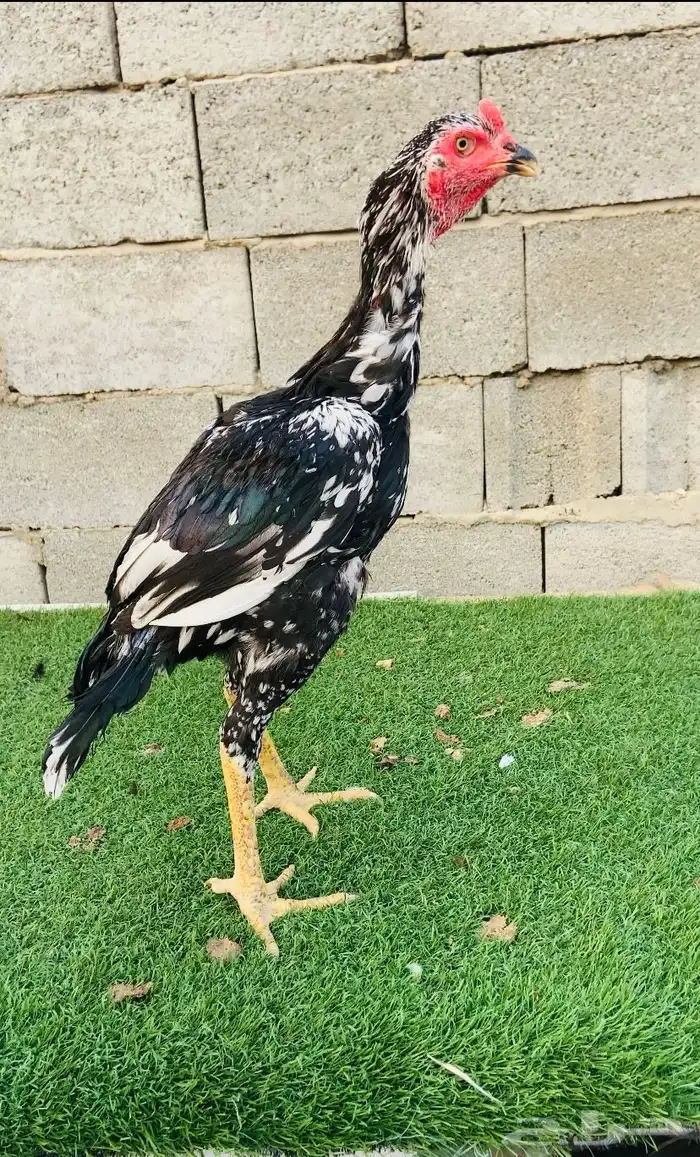 ديك سندي نسل عم غبشان 2