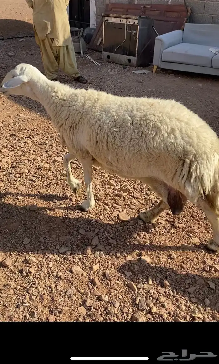 نعجه حريه حرشا تحتها رخلين صنف(( تم البيع)) 4