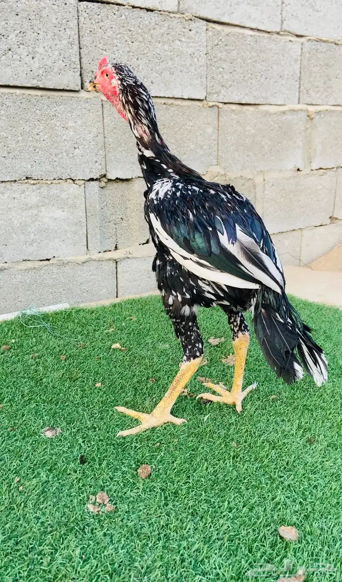 ديك سندي نسل عم غبشان 1