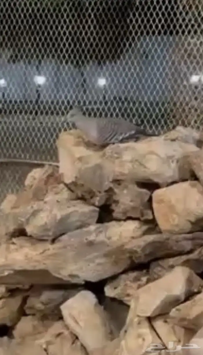 حمام خلخليت محميه 3