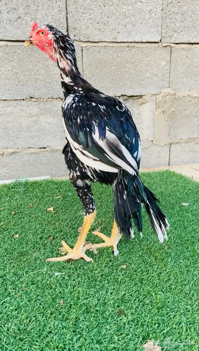 ديك سندي نسل عم غبشان 0