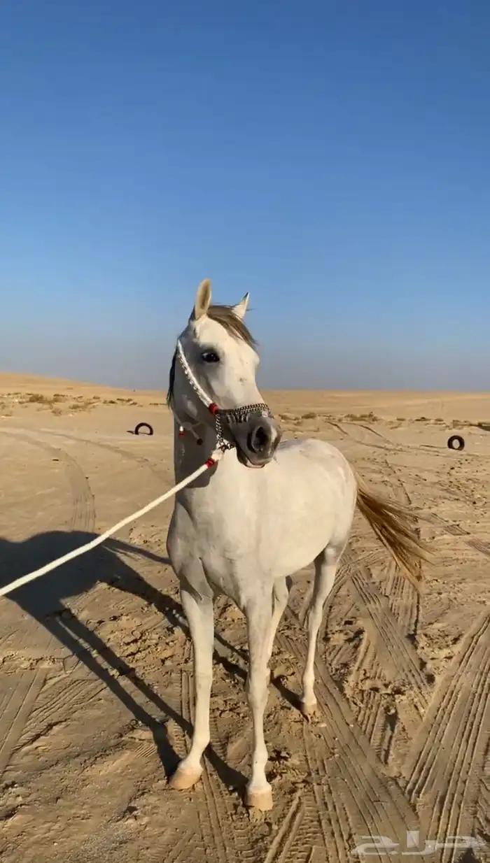 فرس لقاح ومهره جزيريات اصايل 5