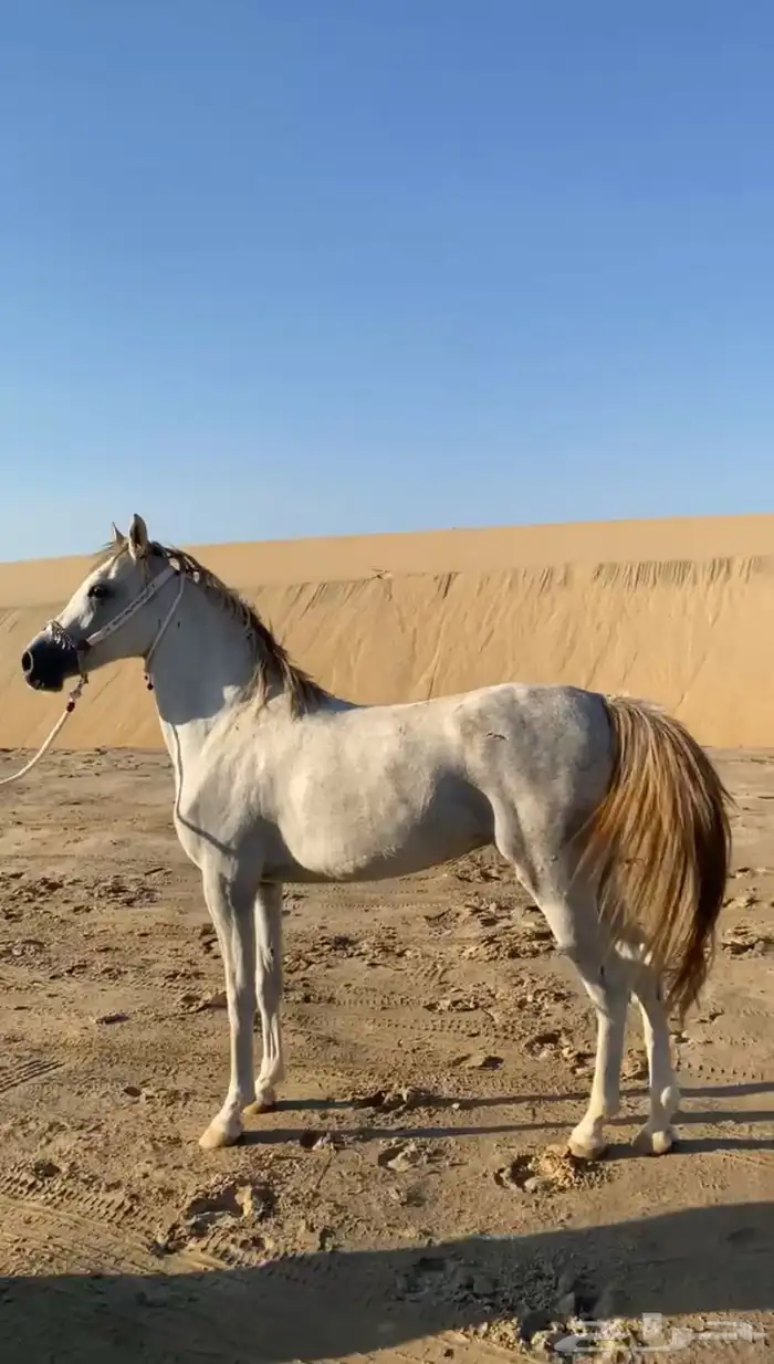 فرس لقاح ومهره جزيريات اصايل 3