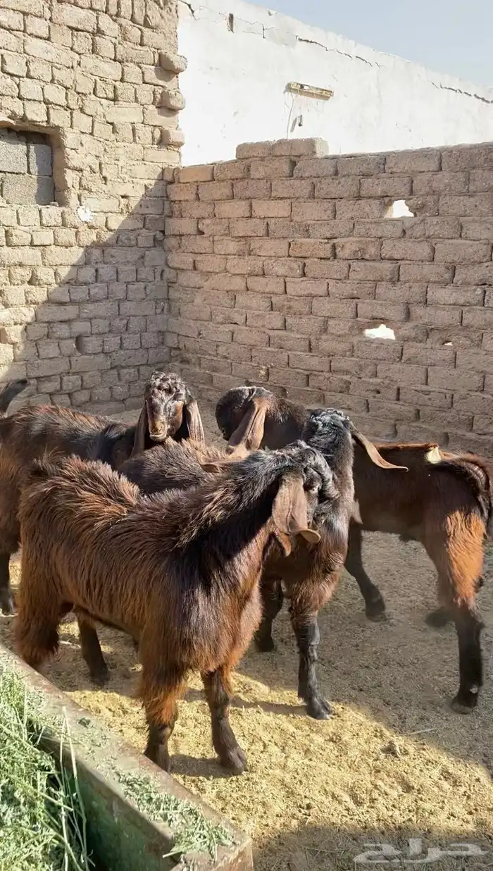 مشاريع فحول جذعان صنف 0