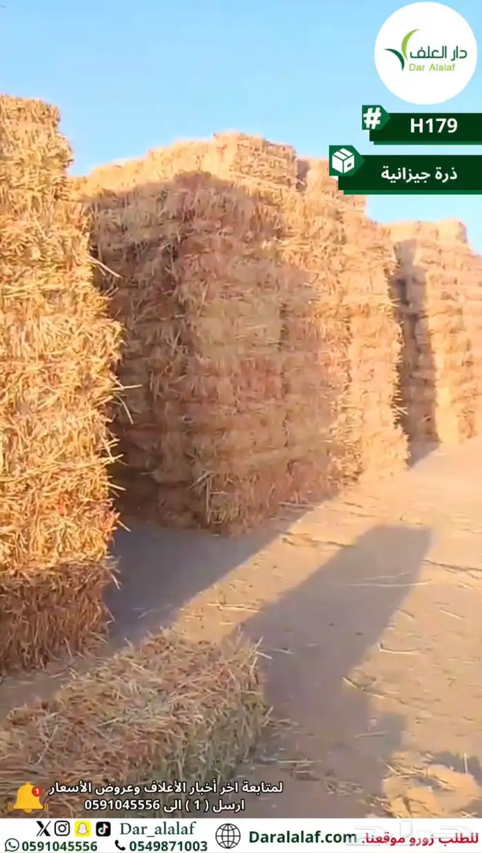 جديد ذرة جيزانية 3