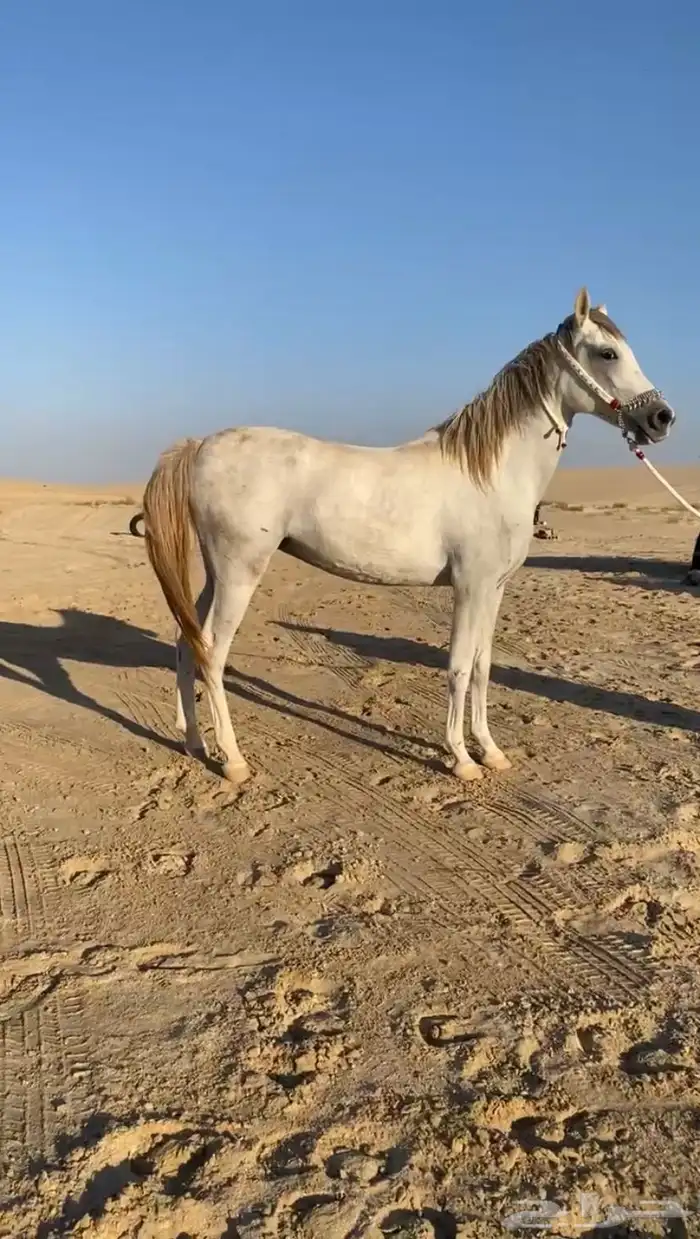فرس لقاح ومهره جزيريات اصايل 6