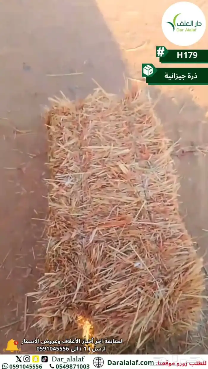 جديد ذرة جيزانية 0