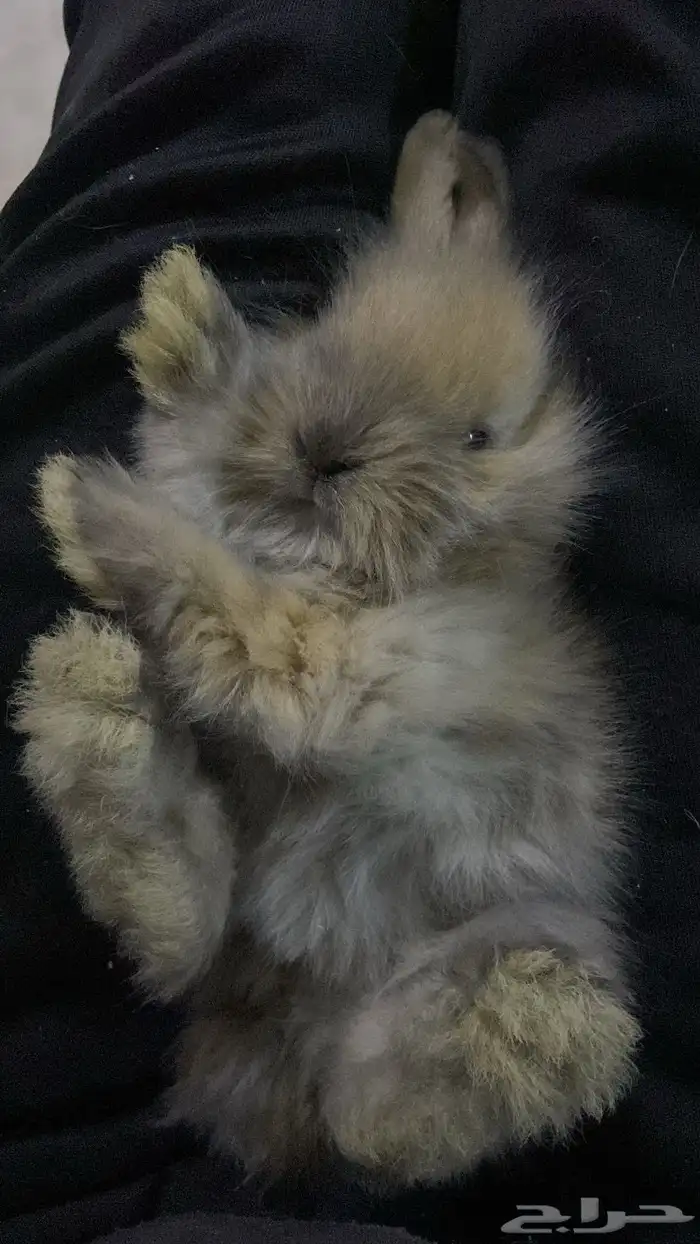 ارانب هجين هولند لوب اليفه 4