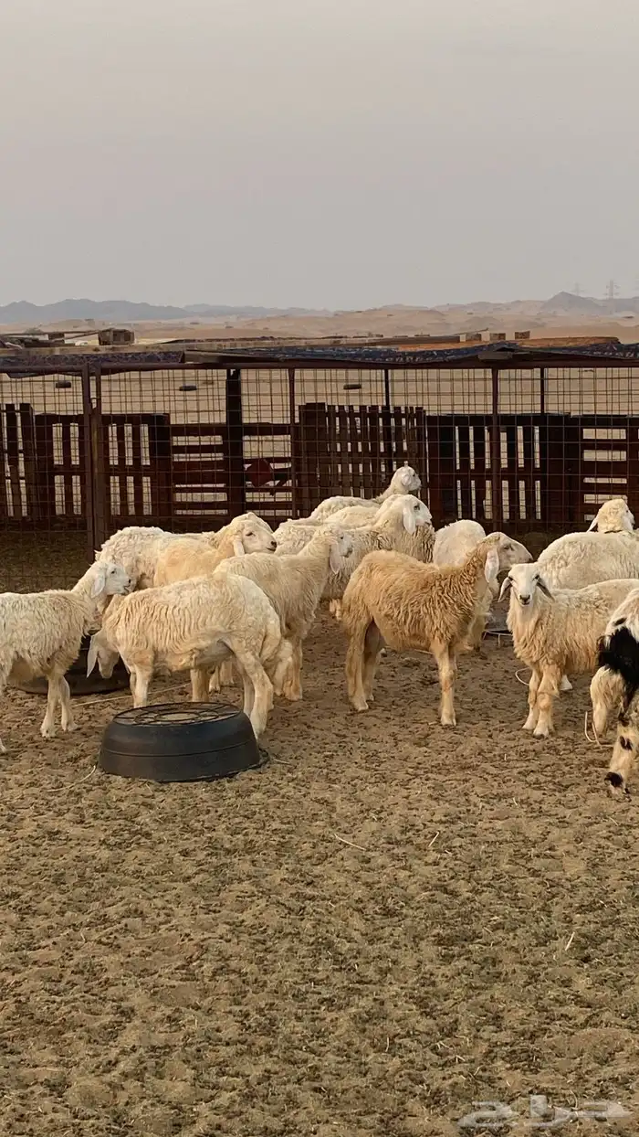طليان حريه العدد 30 وفيها رخله وسواكني والعلف برسيم وشعير 3
