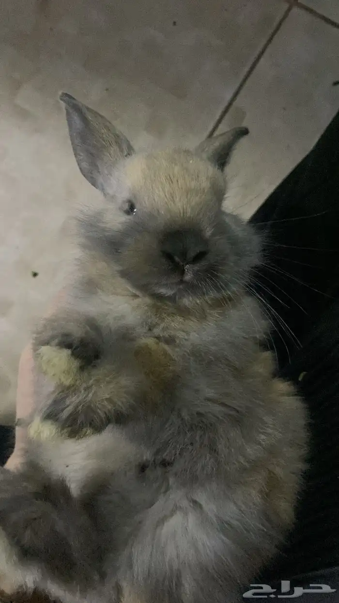 ارانب هجين هولند لوب اليفه 0
