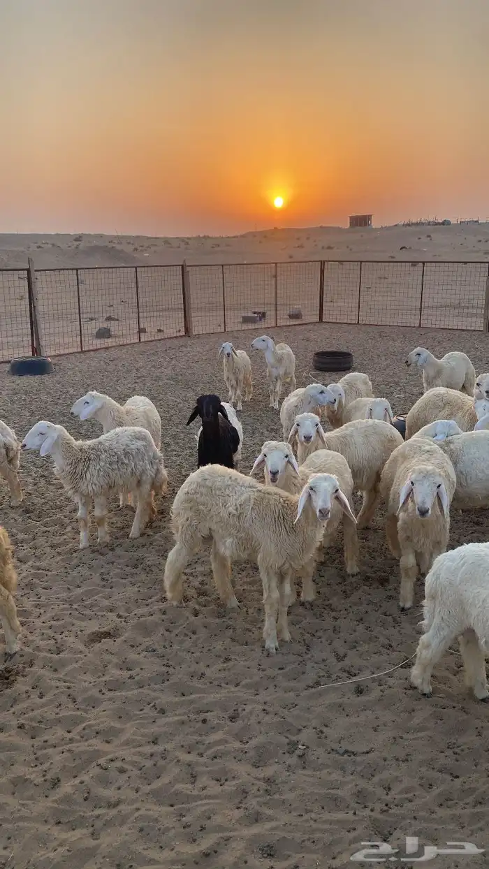 طليان حريه العدد 30 وفيها رخله وسواكني والعلف برسيم وشعير 2