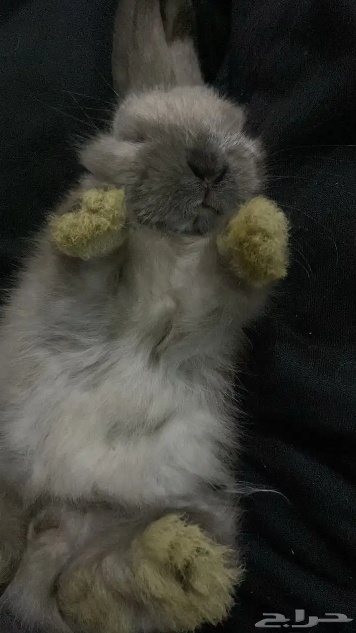 ارانب هجين هولند لوب اليفه 5