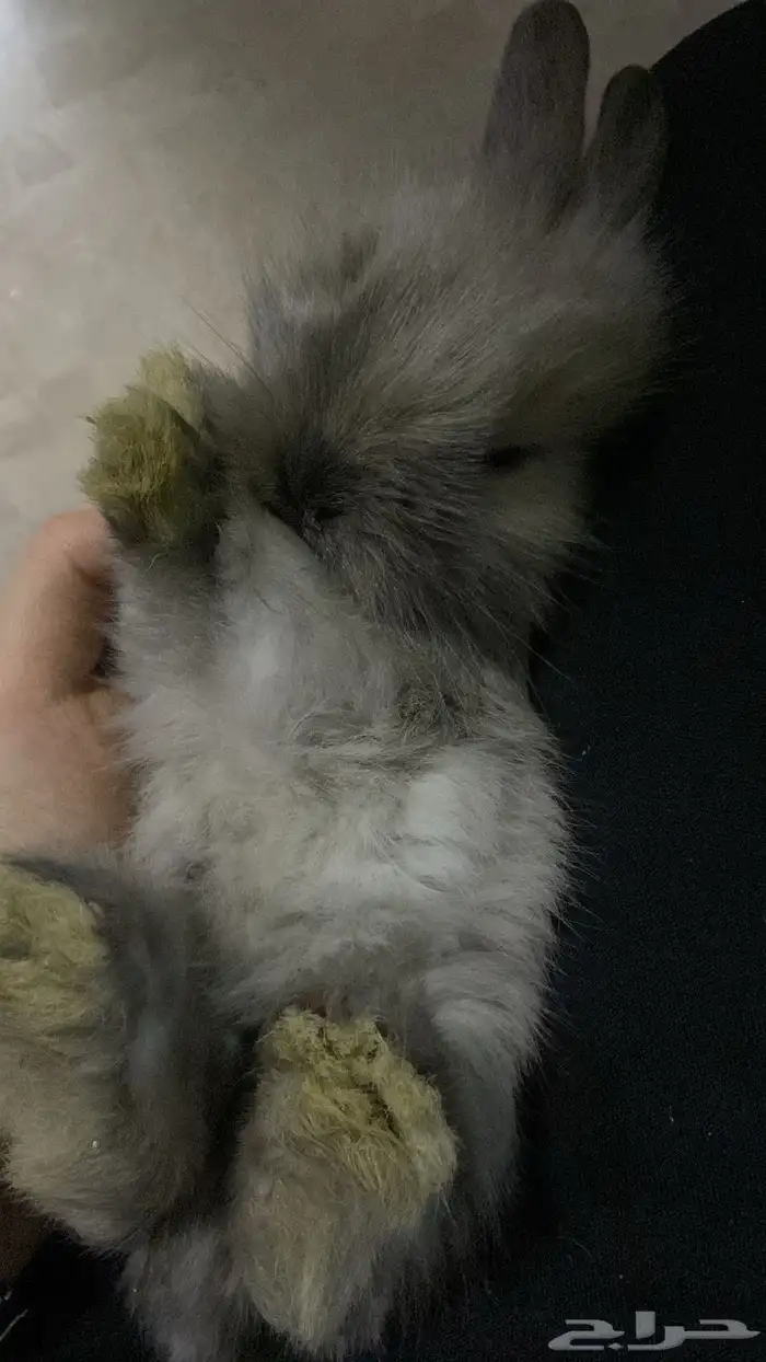 ارانب هجين هولند لوب اليفه 2