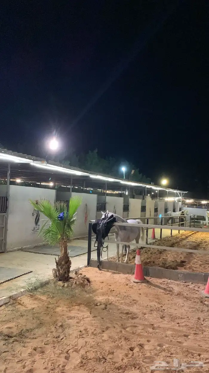 مربط النياف يرحب فيكم يوجد إيواء وعسف وتدريب 0