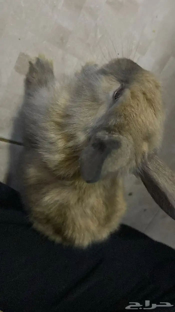 ارانب هجين هولند لوب اليفه 1