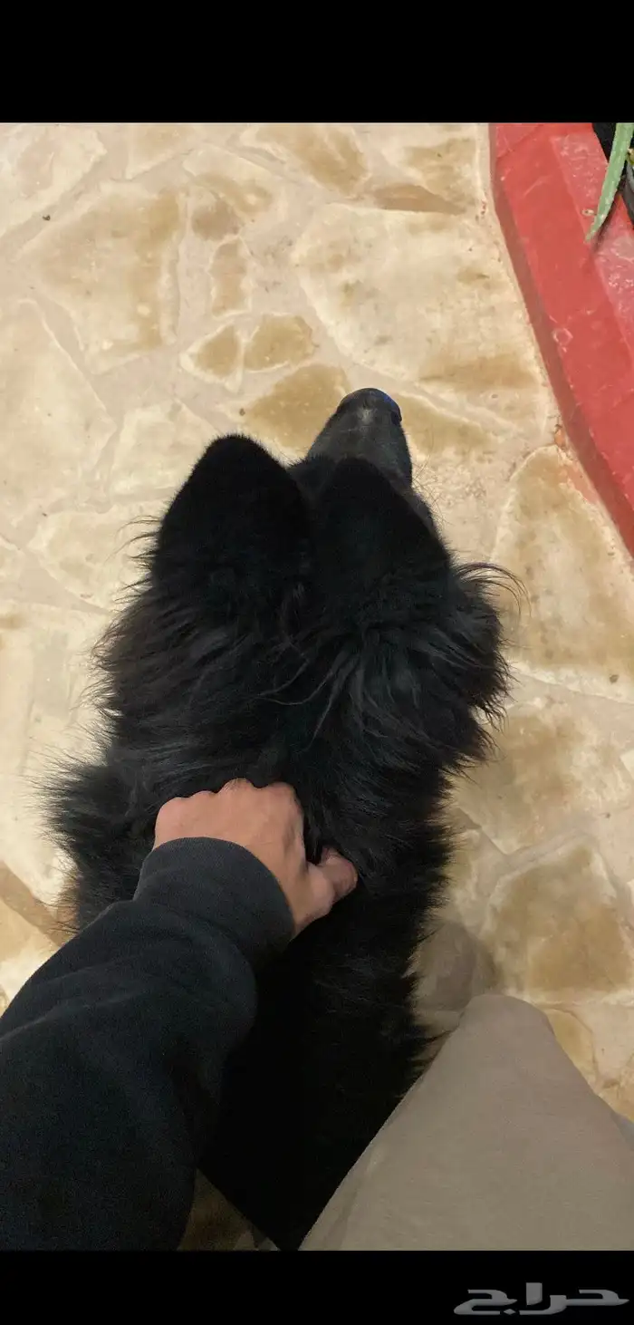 كلب جيرمن 6