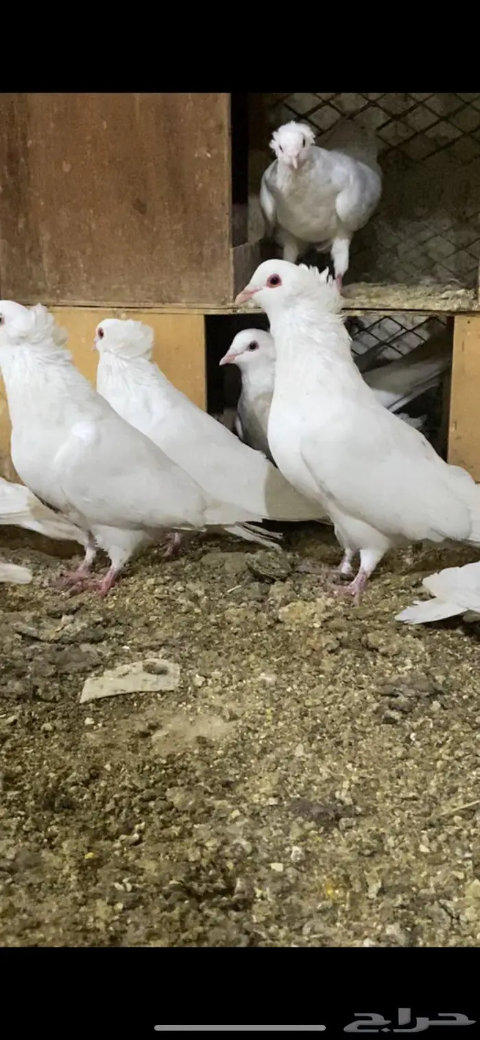 حمام مصري 3