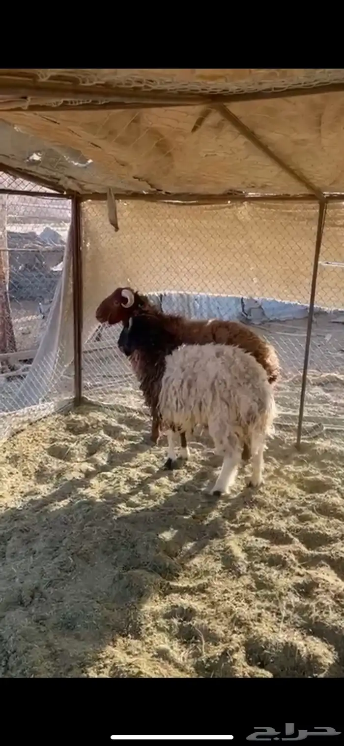 طليان للبيع العلا 1