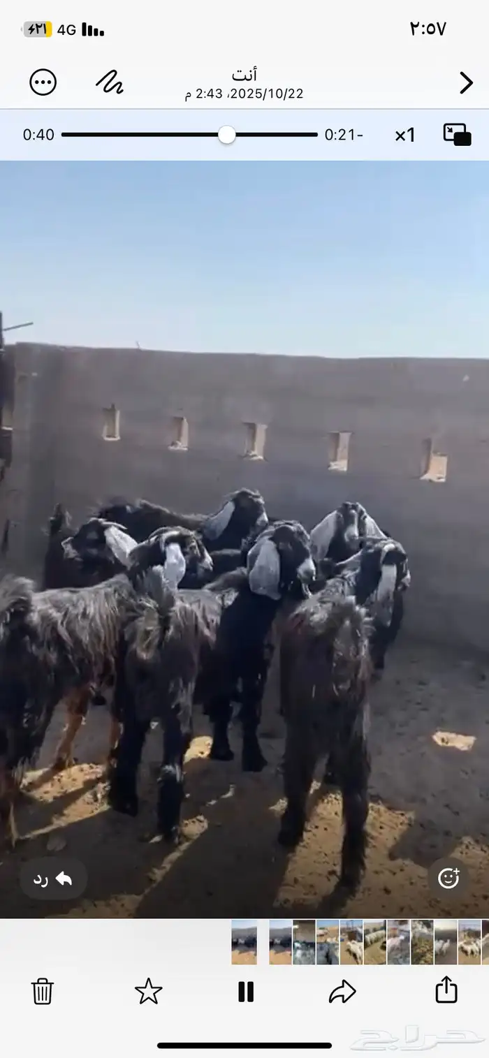 للبيع جفرات طيبه 3