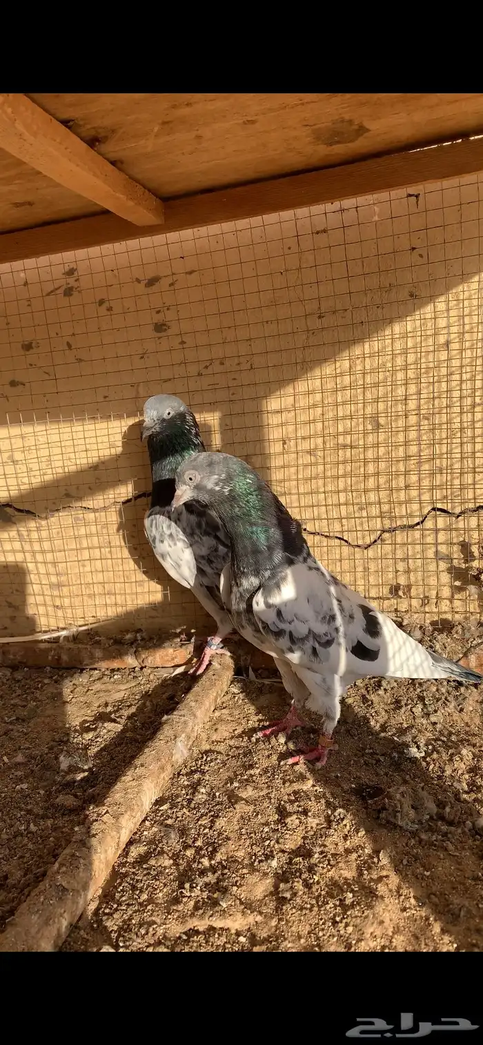 حمام 1