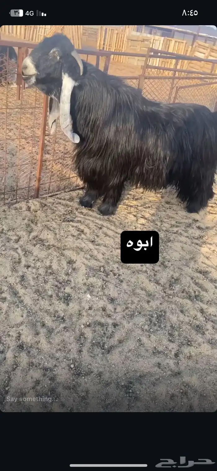 جذع عارضي فاخر 2