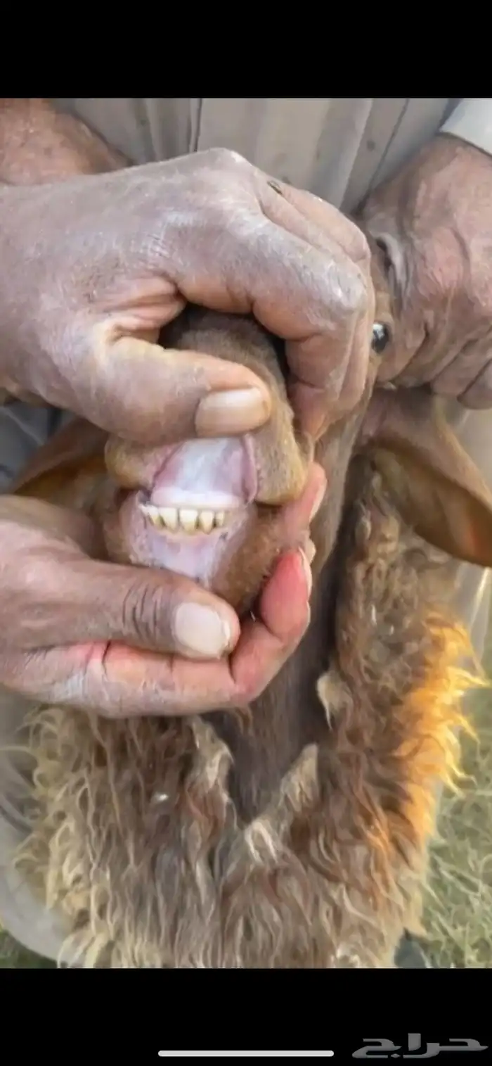 طليان للبيع العلا 3