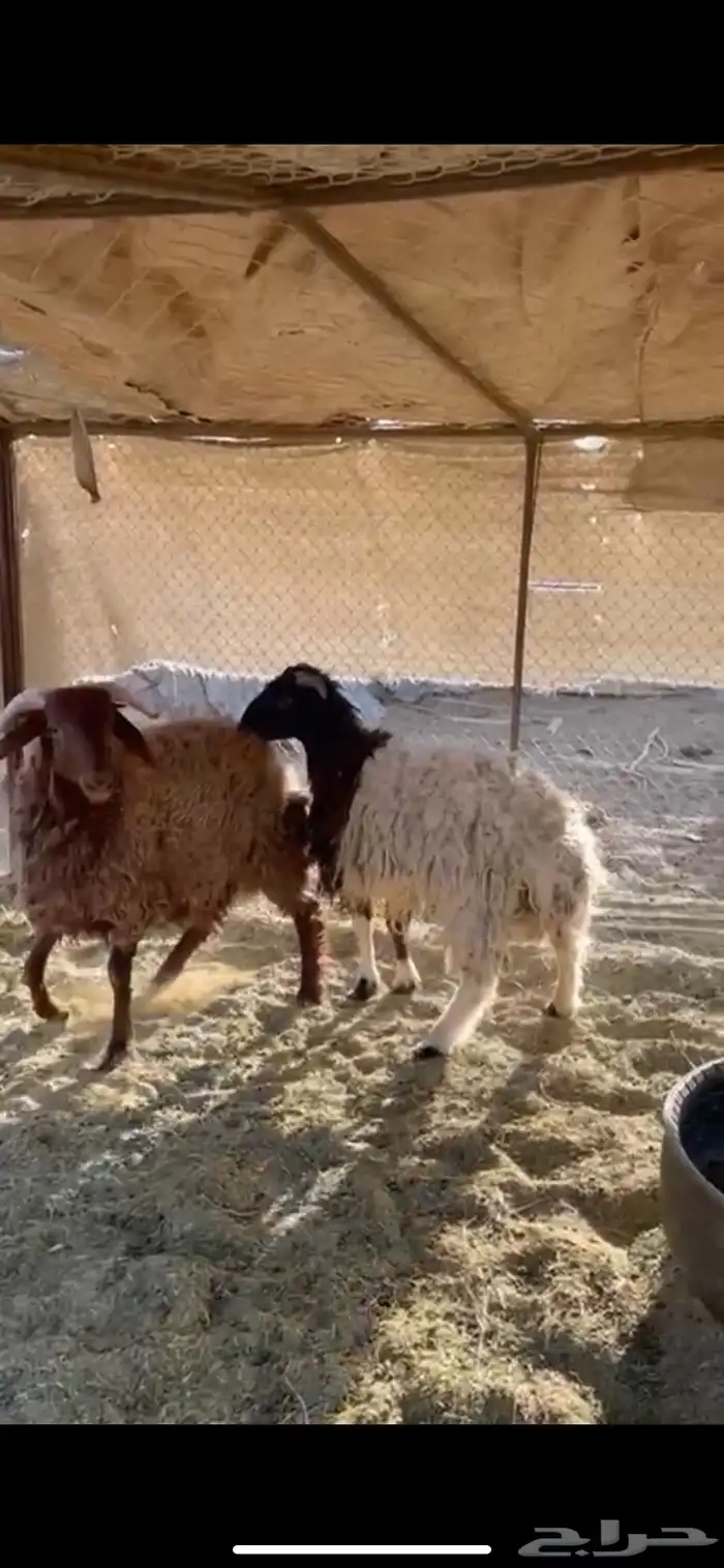 طليان للبيع العلا 0