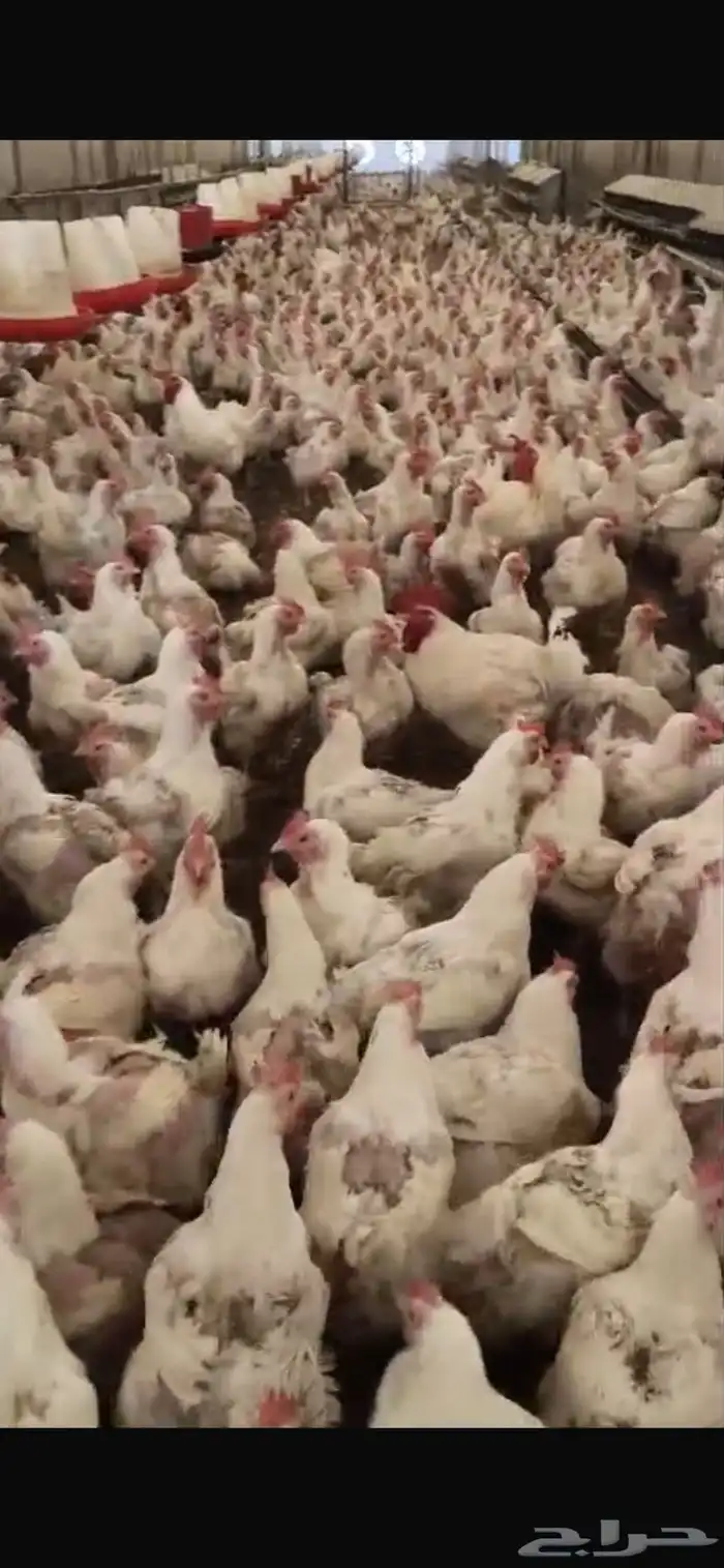 سلام عليكم فيه دجاج امهات كميه. كبيره حوالي 200 الف 3