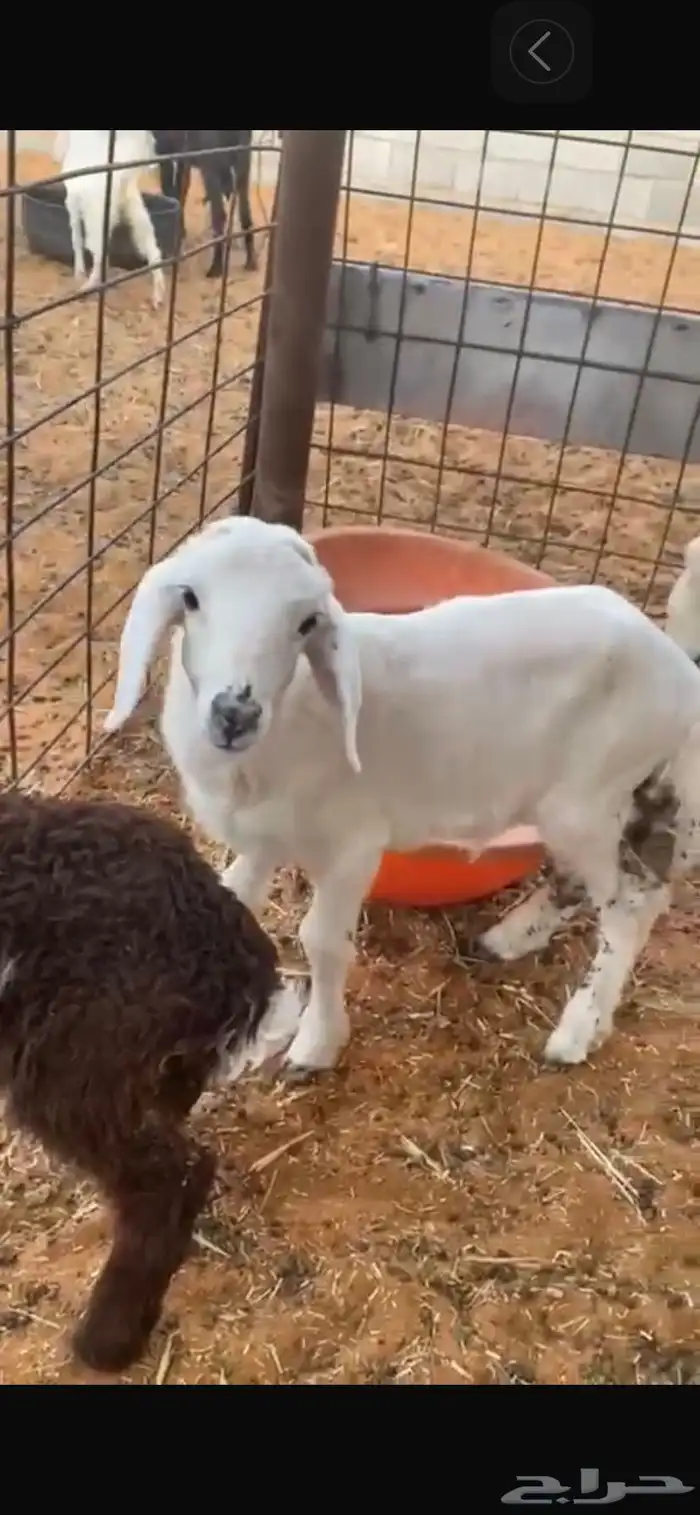 للبيع دواغير 0