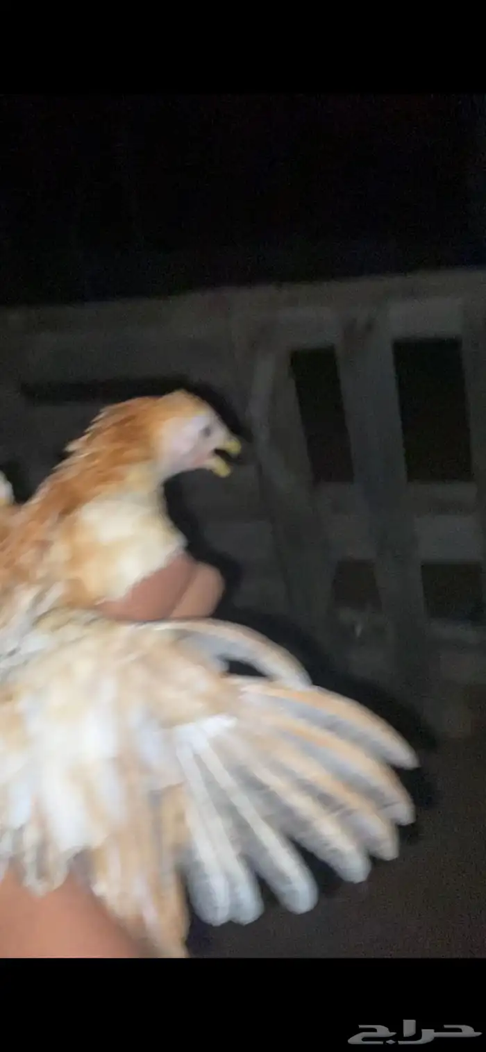 دجاج للبيع 3