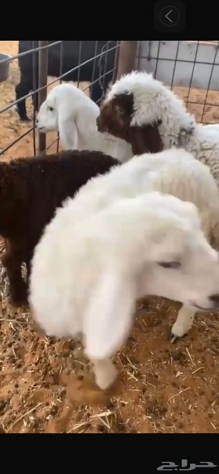 للبيع دواغير 4