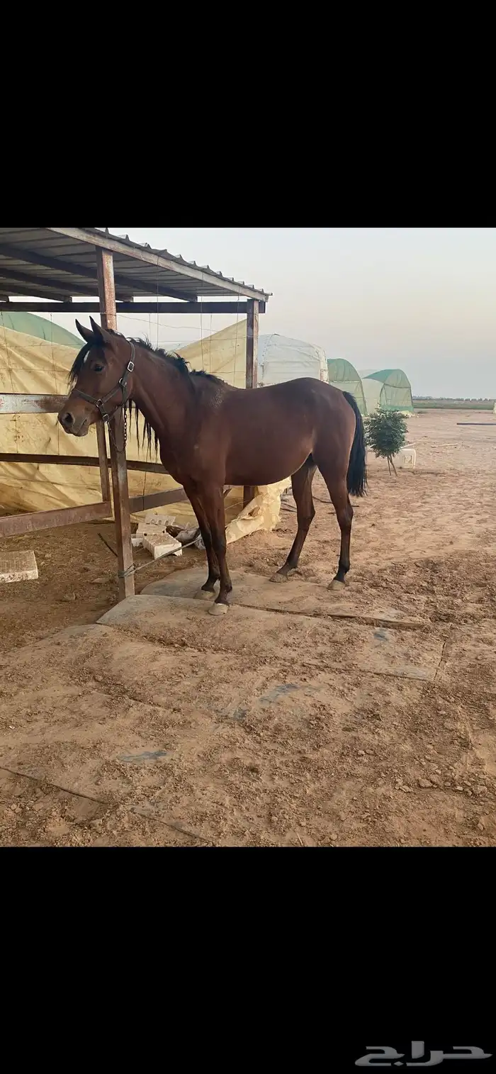 فرس واهو لقاح 1